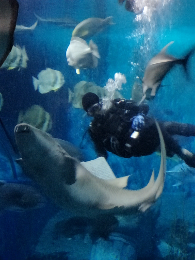 北京南到太平洋海底世界,走进太平洋海底世界视频