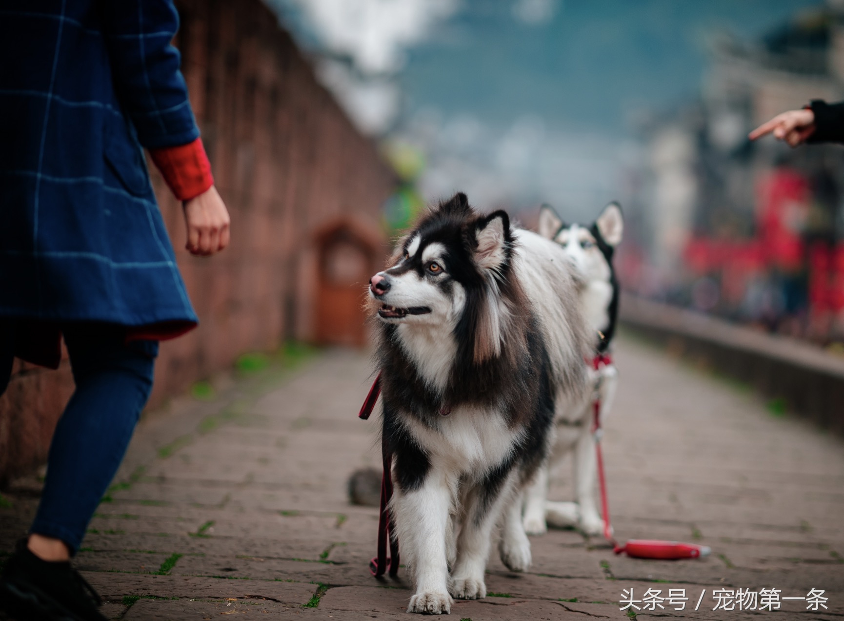 阿拉斯加雪橇犬的发展史,美国阿拉斯加为什么受欢迎