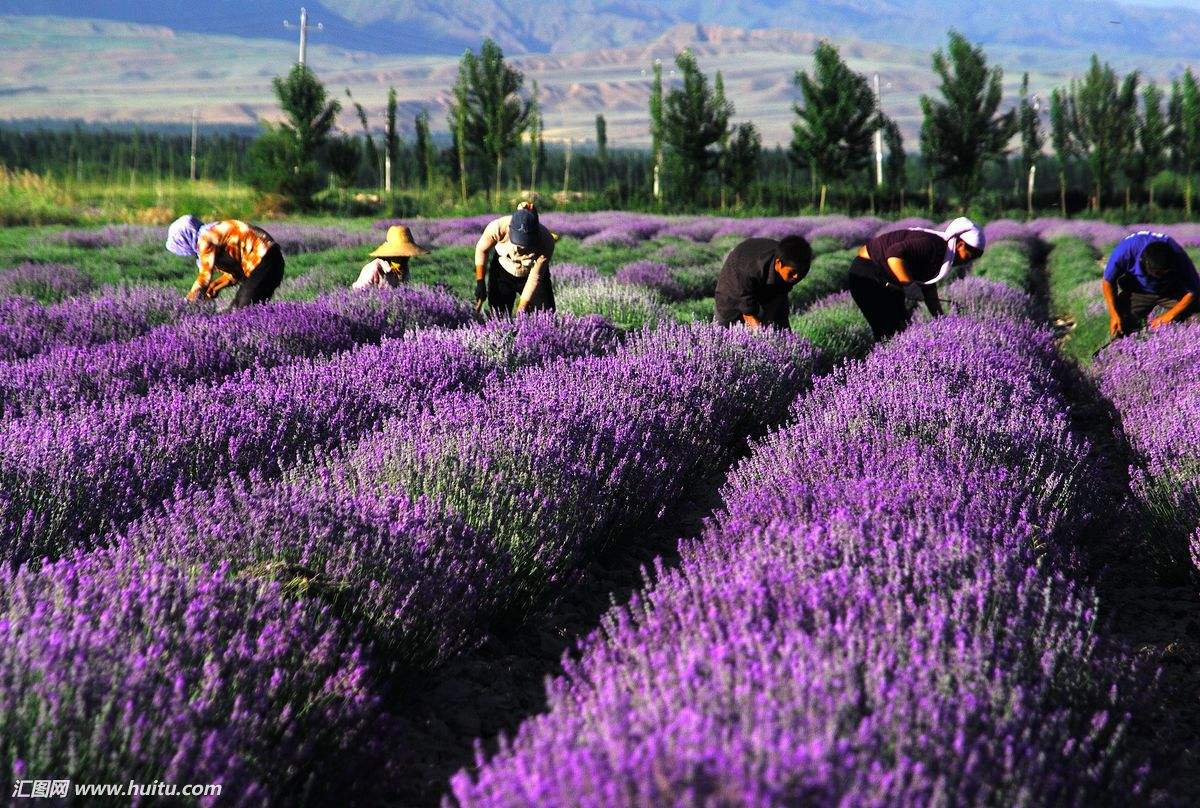薰衣草的花语是什么语言写的,薰衣草的花语完整版