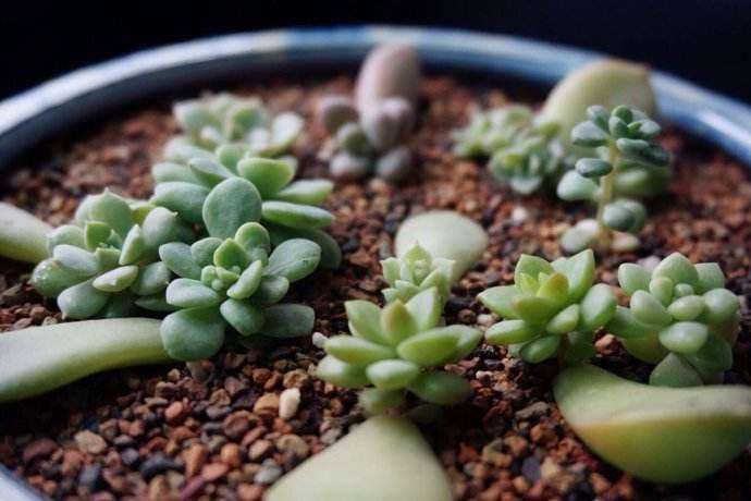 多肉叶插生根发芽后什么时候移盆,多肉蓝鸟叶插生根发芽后怎么处理