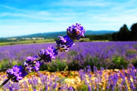 薰衣草的花语是什么语言写的,薰衣草的花语完整版