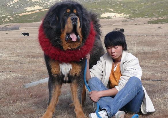 真正藏獒和狮子打架,狮子大战藏獒谁能赢