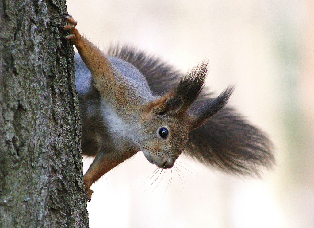 仓鼠必须要用磨牙棒吗,什么是仓鼠专门磨牙的
