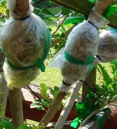 米兰花养殖方法米兰夏天能暴晒吗,米兰花怎样养又粗又壮