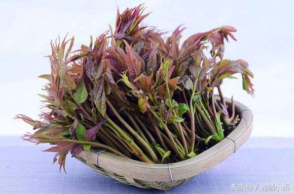 现在的季节有哪些野菜可以吃,又到了吃野菜的季节你认识野菜不