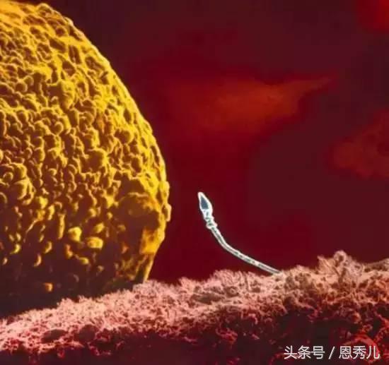 摄影大师花费10年,用镜头记录精子与卵子结合并发育成长的过程!