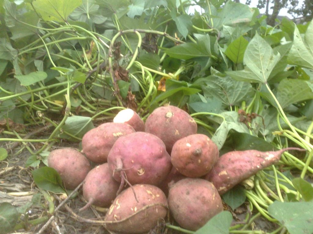 红薯地里害虫怎么治,如何防治红薯蛴螬虫害