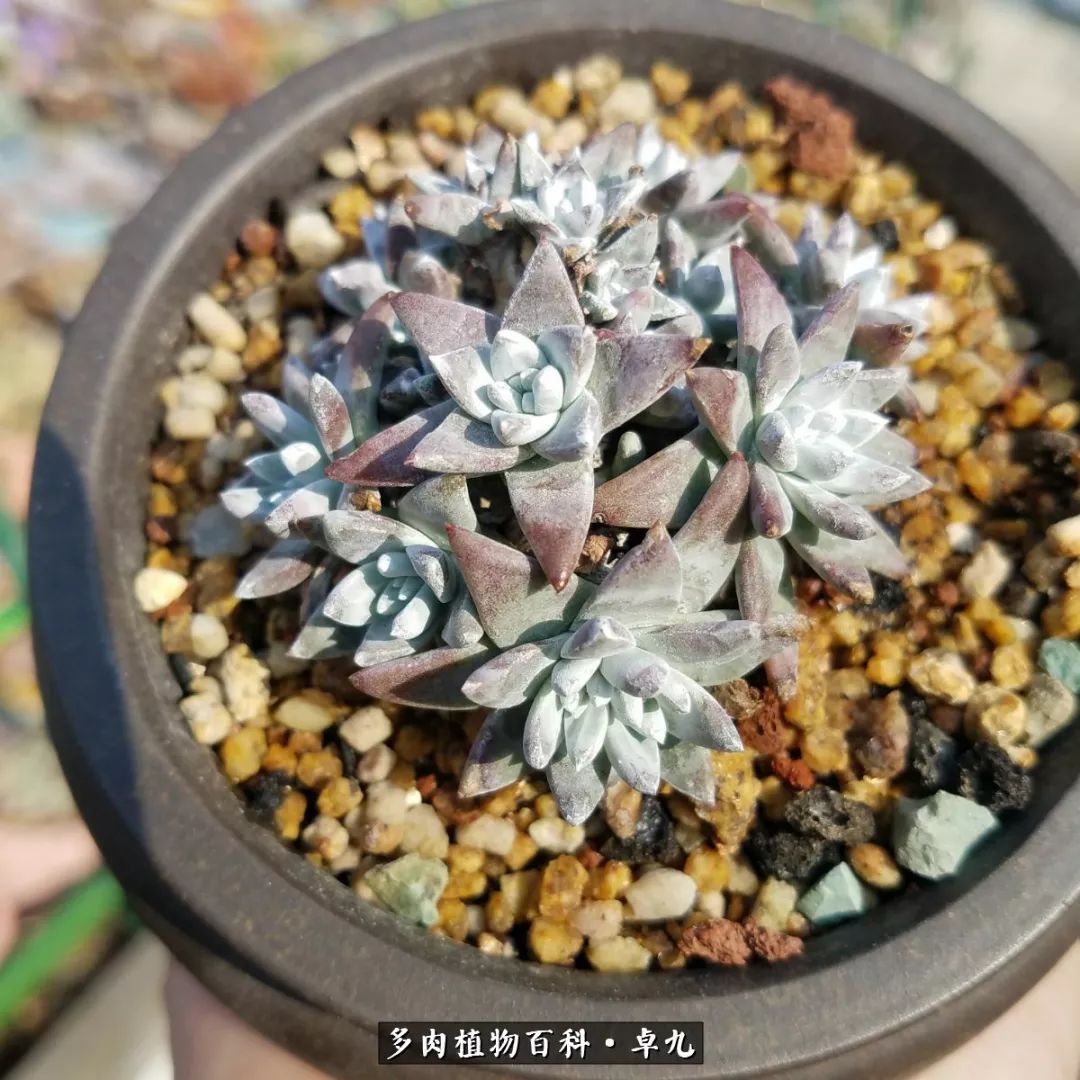 养多肉你遇到的奇葩事,养多肉的男士