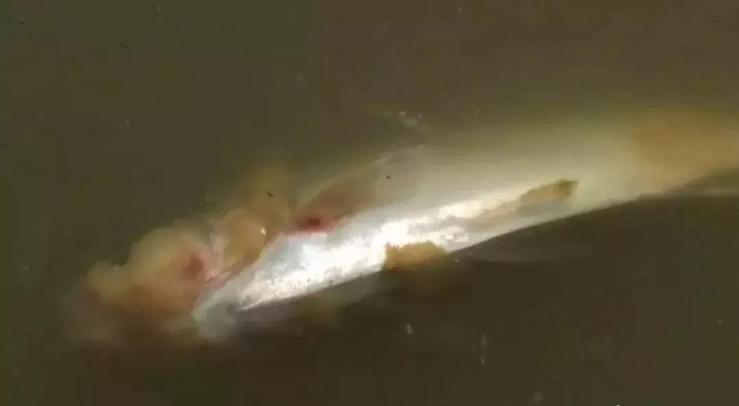 鱼类水霉病,春季鱼类水霉病症状