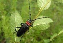 天牛是常见的什么害虫,天牛都是害虫么
