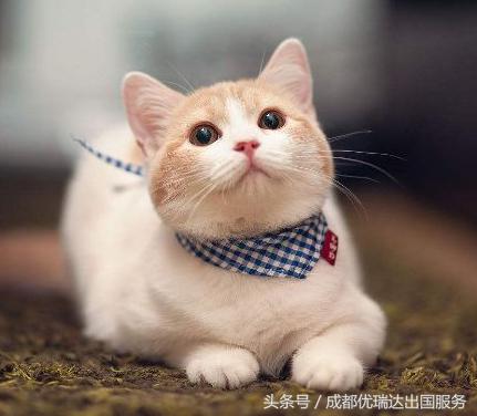 美国海关入境禁带物品,美国海关禁止入境物品