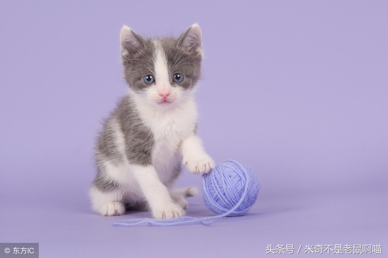 家里有只猫咪又抱了一只怎么相处,抱猫咪怎样才能让猫咪不咬你