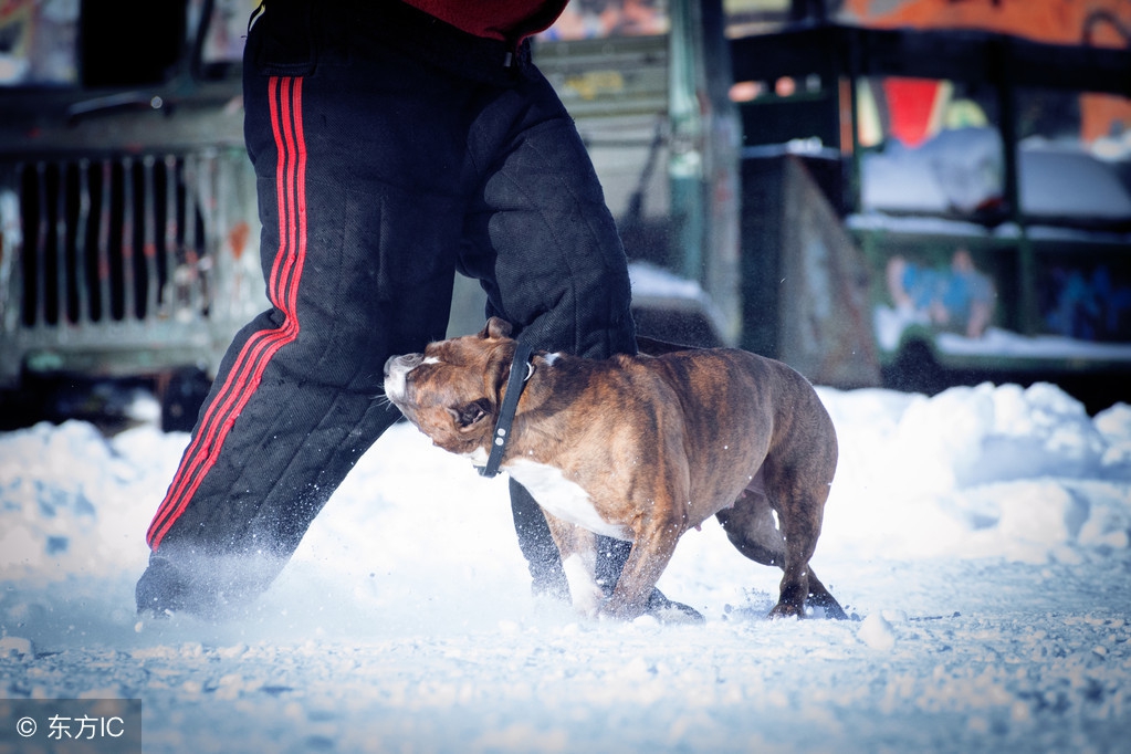 没得狂犬病的狗咬了要紧吗,没得狂犬病的猫被挠了要紧吗