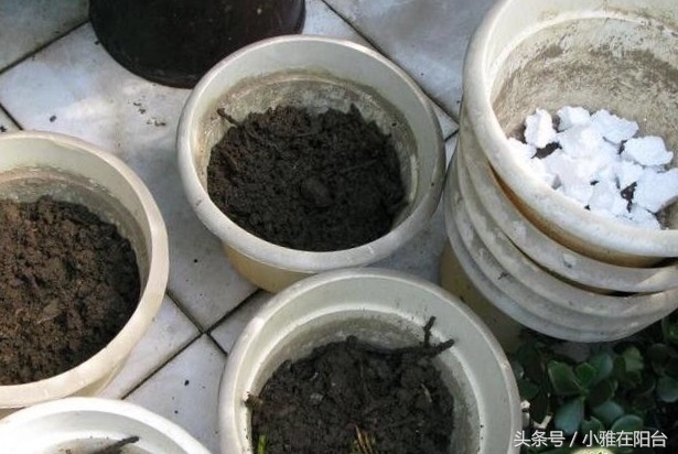 怎么给花土消毒除虫,种花前如何对花土消毒