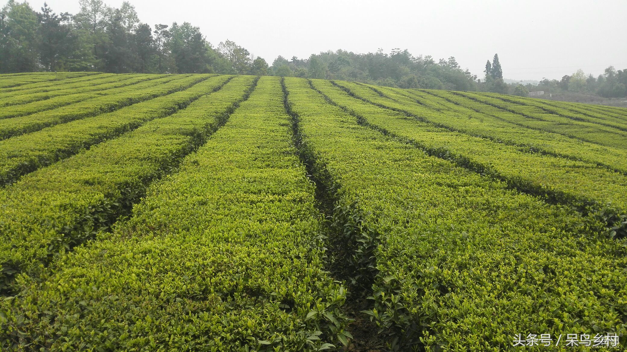 五峰采茶,五峰茶园采茶