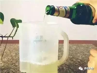 多肉除虫最佳时间,多肉怎么不用药杀虫