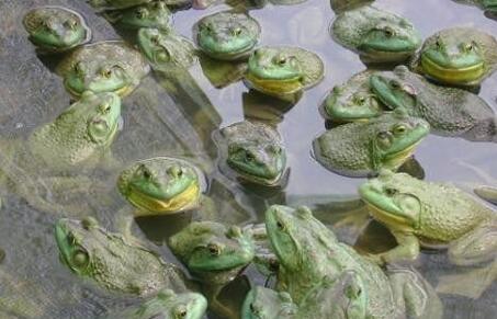 美蛙蝌蚪亩饲养多少,怎么饲养美蛙幼苗