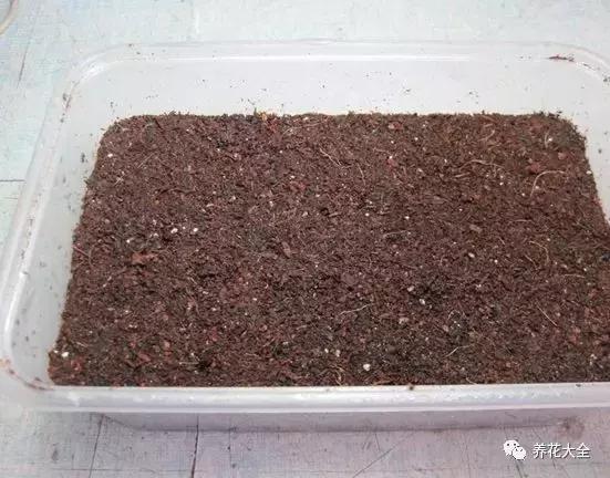 多肉除虫最佳时间,多肉怎么不用药杀虫