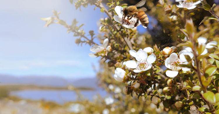 天堂新西兰，梦寐以求健康好物