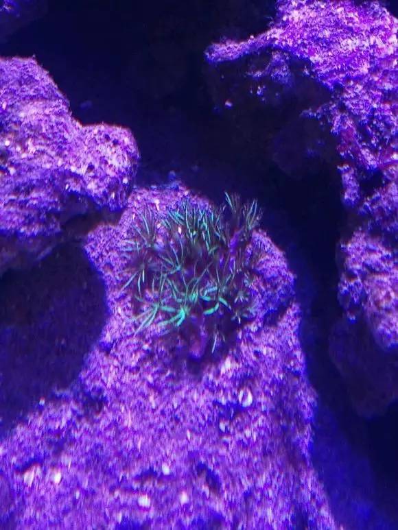 海缸变褐色,海缸变乳白色