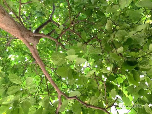 绿荫幽草胜花时的图片,绿荫幽草胜花香的前一句