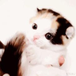 主人带二哈去野外玩,女孩带一群二哈回家过年