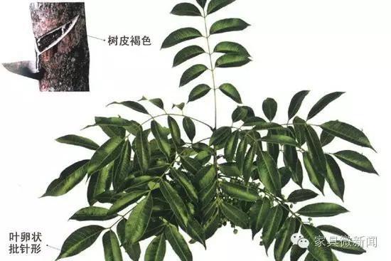 家具涂料种类大全,家具的秘密有哪些