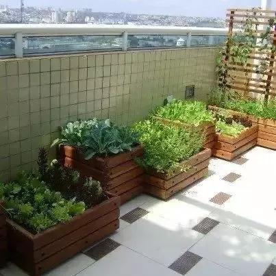 妈！咱家菜园里的鸡蛋发芽了