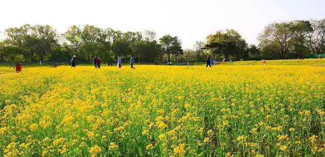 沈阳长白岛油菜花好去处,沈阳北陵区油菜花海