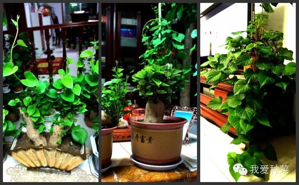 发芽的红薯千万不要丢掉,家里发芽的红薯怎么种