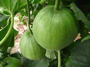 甜瓜到底是毒瓜吗,甜瓜又叫香瓜吗