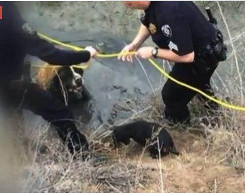 为救主人狗狗舍命相救,为救主人还剩半张脸的狗狗