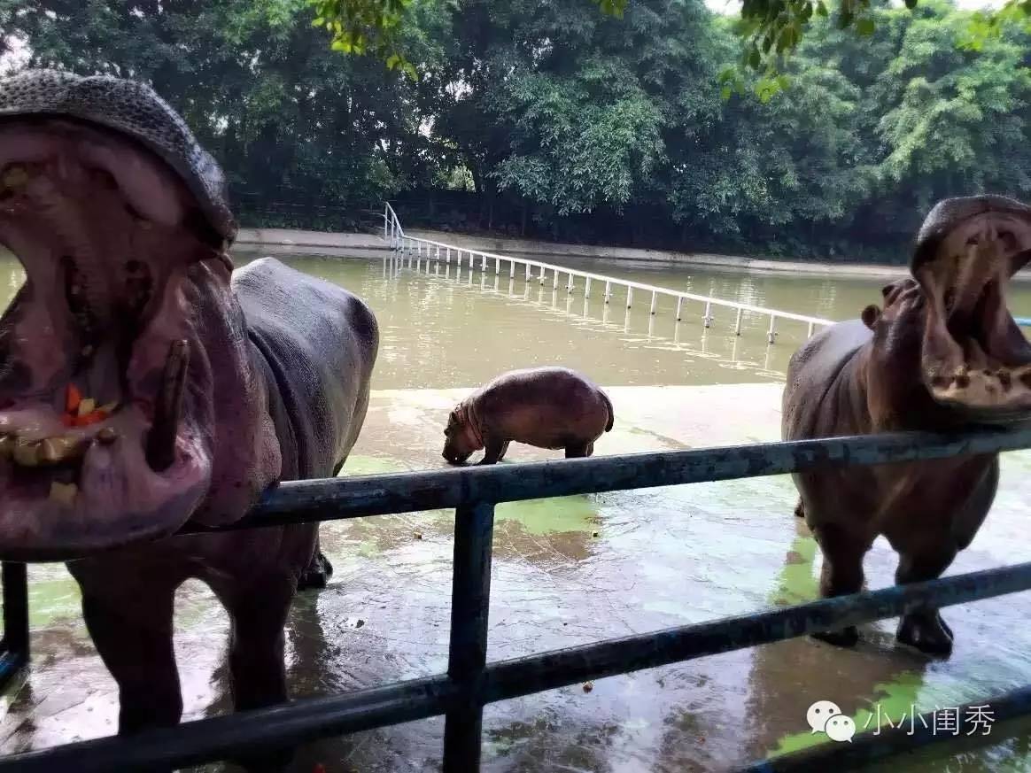 带孩子广州长隆旅游攻略,长隆动物乐园多长时间可以逛完