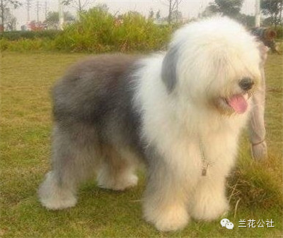 各种狗狗及其身价，狗迷们赶紧收藏起来