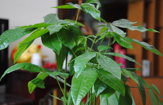 富贵竹水培发财树的养殖方法,水培发财树的叶子黄养殖方法