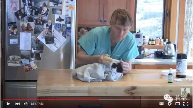 宠物耳螨怎么算痊愈,宠物有耳螨治疗要多少钱