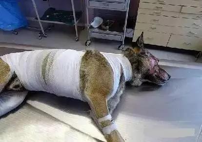 PO!闻主人臭脚狗狗转头作呕外国情侣办婚礼请1000只喵星