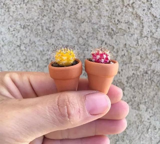 ins多肉,外国大神多肉