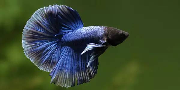 泰国斗鱼多少钱一只,泰国斗鱼超美