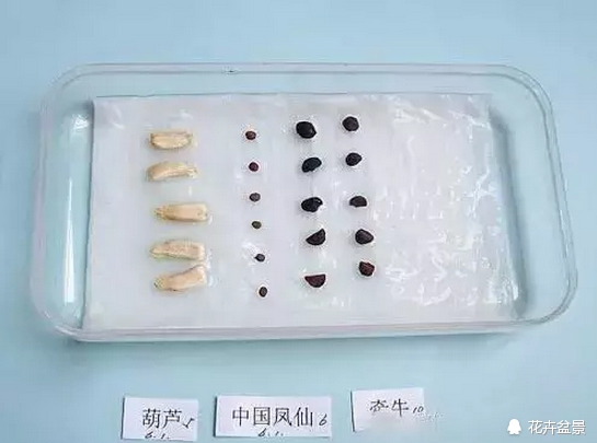 花种子催芽的常见方法有哪些,各种花种催芽方法