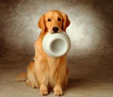 狗狗挑食不吃狗粮纠正方法,狗狗挑食不怎么吃狗粮怎么办呢