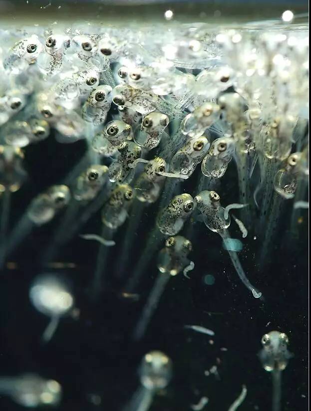 血脉奋“斗”历程--国斗繁殖实录(1)生命的起源