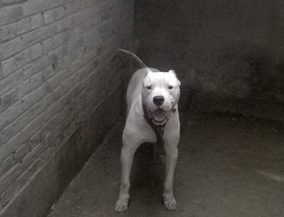 杜高犬现在猛犬排名第几,杜高犬世界十大恶犬第一名