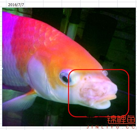 锦鲤烂嘴用庆大霉素行吗,锦鲤严重烂嘴用什么药