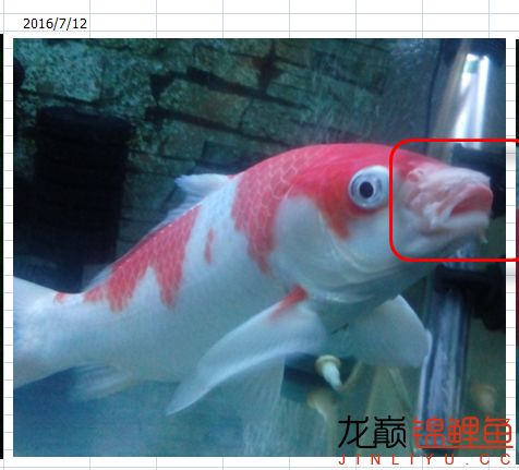 锦鲤烂嘴最快的解决方法,锦鲤有点烂身怎么处理