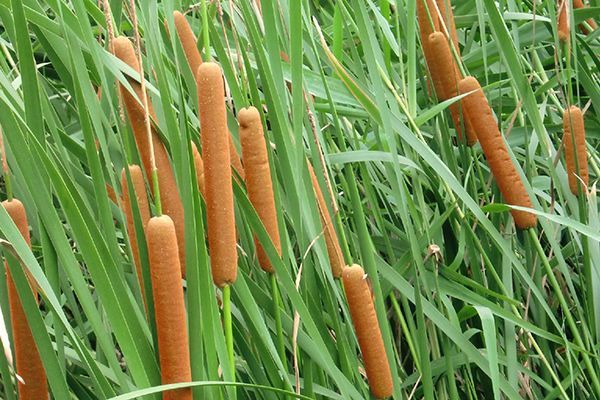 农村常见100种野花图片及名称,农村常见的50种野花名字