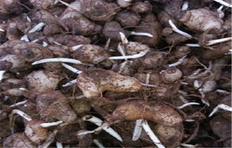 白芨块茎苗和驯化苗哪个产量高,四月份种的白芨块茎几月份出苗