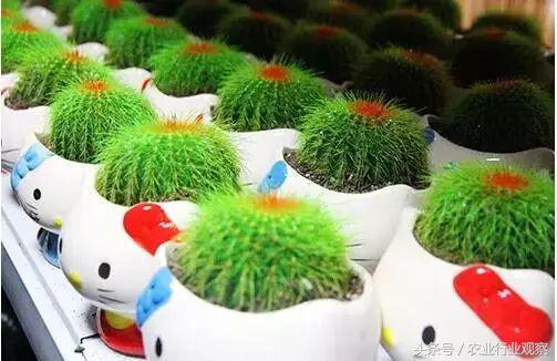 卖盆景一年挣多少钱,没有商业头脑的男人