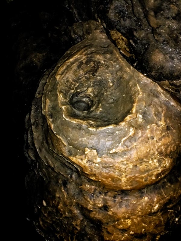 上方山森林动物世界游记,上方山动物园游记四年级