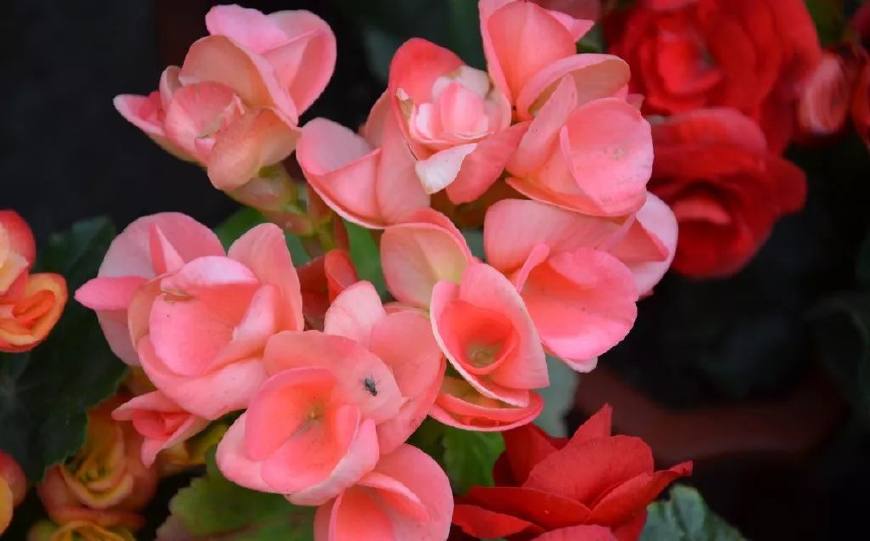 花叶子干枯一碰就掉怎么补救,杜鹃花叶子干枯一碰就掉